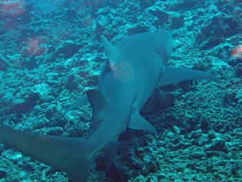 rencontre avec les requins