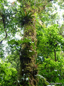 Plantes Epiphytes -Costa Rica