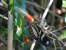 Papillon - Brésil