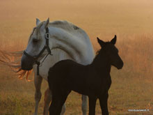 Chevaux - Vendée