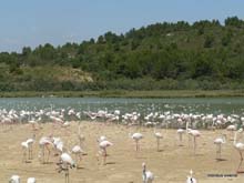 flamands roses