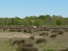 Camargue