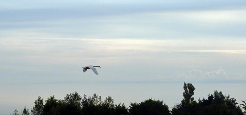 CYGNE EN VOL