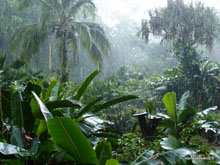 Pluie tropicale - Costa Rica