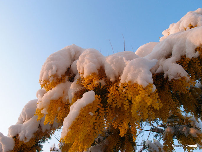 Afficher limage dorigine