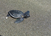 Tortue marine de 2 mois en route vers la liberté - Permuteran- Bali