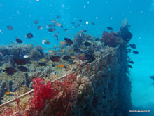 Reconstruction du corail, Permuteran - Bali