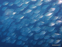 Banc de poissons- Perhentian - Malaisie