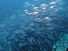 Banc de poissons - Sail rock - Koh Tao - Thaïlande