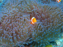 Petit clown et anémone- Perhentian - Malaisie