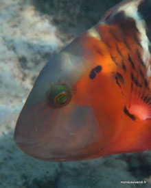 Poisson coloré- Perhentian - Malaisie