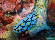 Nudibranche- Perhentian - Malaisie