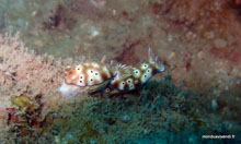 Nudibranche - Nha Trang - Vietnam