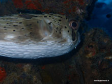 Poisson porquepique- Perhentian - Malaisie