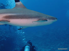 Requin - Moorea