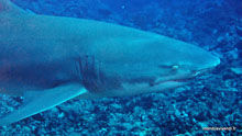 Requin citron - Moorea